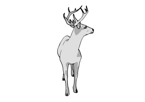 sketch of a deer vector