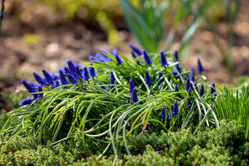 Grape blue hyacinths