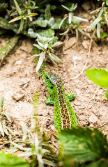 Green european lizard in summer garden