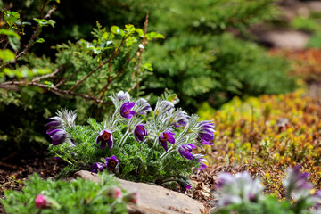 Obraz premium Blooming Rock lily in the garden