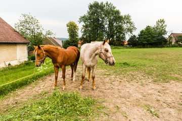 Obraz premium Red and white horses