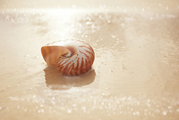 nautilus sea shell  on beach  soft sunrise ight