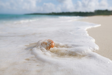 nautilus sea shell in sea wave