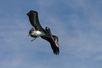 Flying pelican // Pelican fliegend