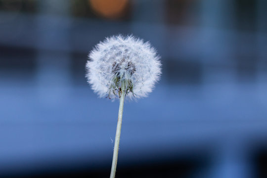 white summer dandelon flower old