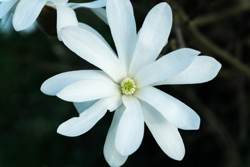 Magnolija Blüte im Frühling