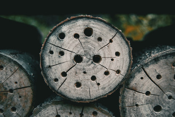 abstract texture with holes in a tree stump