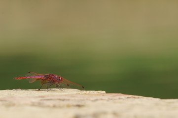 Dragonfly close-up