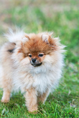 Obraz premium A beautiful little Pomeranian spitz dog in the park outdoors