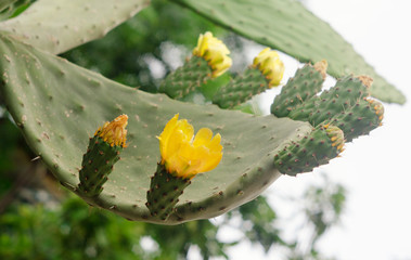 Yellow cactus flower
