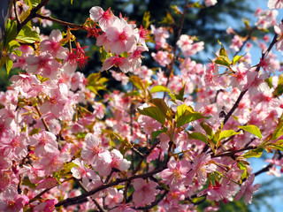 Cherry Blossom, Sakura blooming in japan