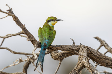 Swallow-tailed Bee-eater in Kgalagadi Transfrontier Park in South Africa