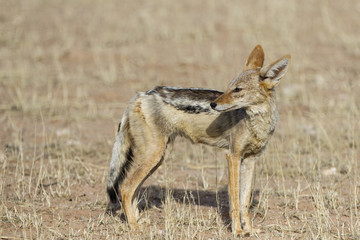 Jackal in Kgalagadi Transfrontier Park in South Africa