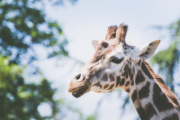 Portrait d'une girafe