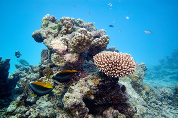 Coral reef