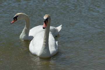 Obraz premium a pair of white swans swims in the lake.
