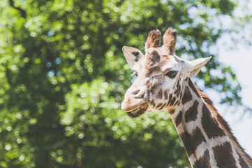 Portrait d'une girafe