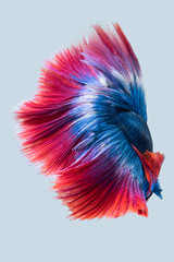 Blue red siamese fighting fish, betta fish isolated on gray background