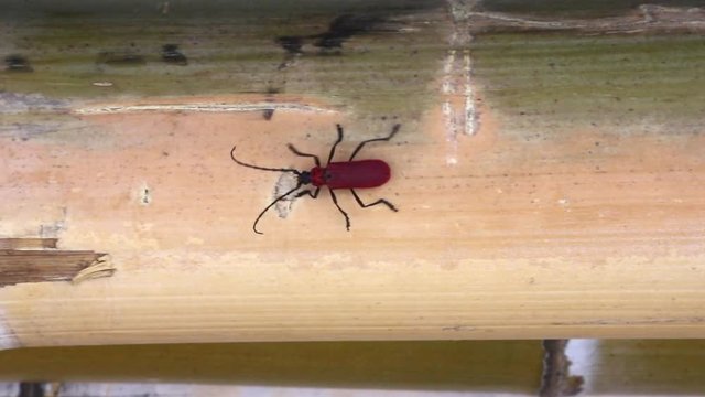 竹に寄生するベニカミキリ　日本