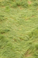 Fototapeta premium Green long grass twirled by strong winds.