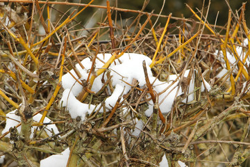 Geschnittener Weidezaun mit Schnee bedeckt, Salix viminalis