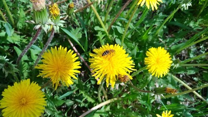 Yellow, flower, green, nature, dandelion, background, meadow, spring, blossom, field, plant, summer, garden, beautiful, grass, season, Flora, beauty, bloom, natural, color, leaf, landscape, lawn, bee,