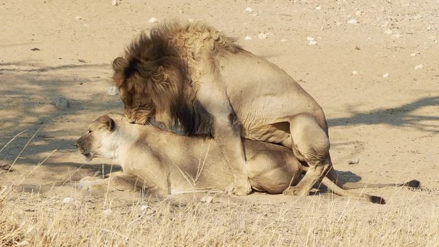 Mating Kalahari Lions