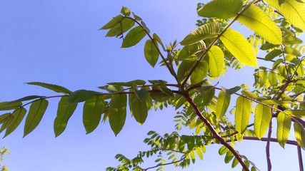 Nature, tree, white, season, plant, background, beautiful, blue, sky, spring, park, beauty, green, garden, outdoors, landscape, blossom, forest, flower, bloom, natural, sunny, leaf, blossom, foliage, 