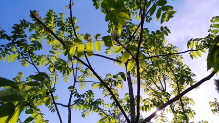 Nature, tree, white, season, plant, background, beautiful, blue, sky, spring, park, beauty, green, garden, outdoors, landscape, blossom, forest, flower, bloom, natural, sunny, leaf, blossom, foliage, 