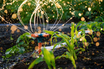 Drip irrigation system watering the garden.