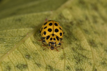 Psyllobora vigintiduopunctata, coccinella gialla, 