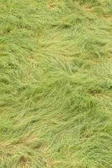 Green long grass twirled by strong winds.