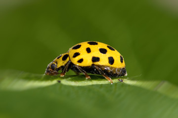 Psyllobora vigintiduopunctata, coccinella gialla