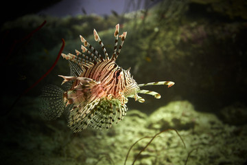 Lion fish