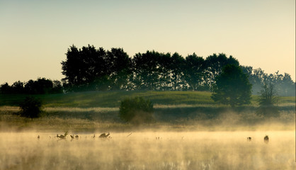 Wiosenny Mglisty Świt Nad Stawem © Wojciech Lisiński