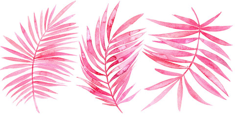 Watercolor illustration of  pink tropical  leaves