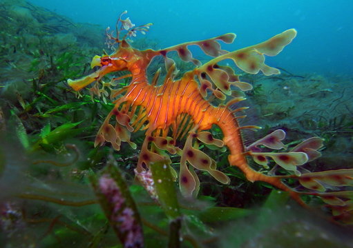 Leafy Sea Dragon-Phycodurus eques, Großer Fetzenfisch, Leafy Seadragon, Glauert's Sea-dragon in Rapid Bay, South Australia