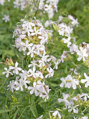 Blühendes Seifenkraut, Saponaria officinalis