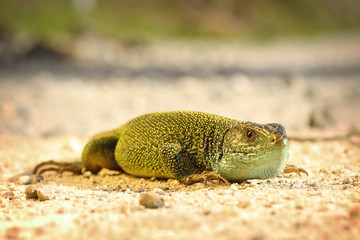 male green lizard on ground
