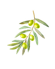 Olives watercolor