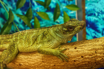 Sailfin lizard on the tree in a forest model.