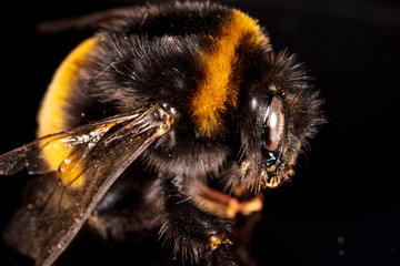 Portrait of a bee on a black background