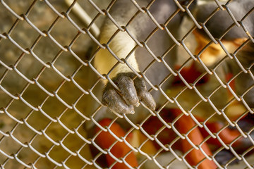 Red-shanked douc langur's hands are holding the cage.