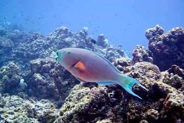 Fototapeta na wymiar Heavybeak Parrotfish