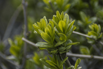 Close-up spring plant