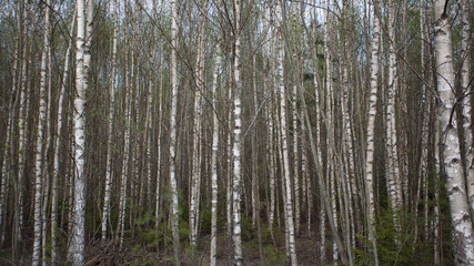 Fototapeta premium birch grove