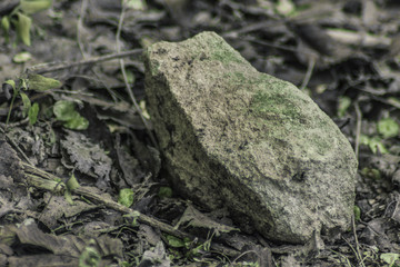 Rock in garden