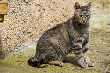 Naklejka na ściany i meble Mallorca, Proud lucky cat beauty standing in the sun next to wall
