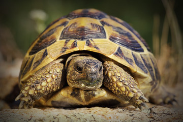 portrait of hermann turtoise