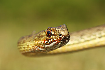 portrait of montpellier snake